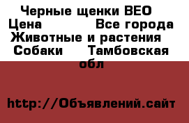 Черные щенки ВЕО › Цена ­ 5 000 - Все города Животные и растения » Собаки   . Тамбовская обл.